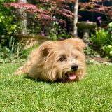A Norfolk Terrier enjoying the sun in a garden